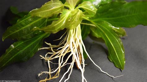amazon sword philippines|Amazon Sword Plant Care, Growth Rate, Roots & Leaves .